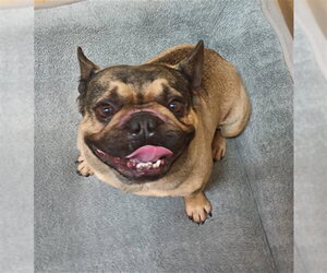 French Bulldog Dogs for adoption in Chula Vista, CA, USA
