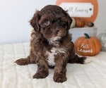 Puppy Lyla ShihPoo