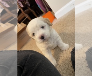 Cavachon Puppy for sale in TALLAHASSEE, FL, USA