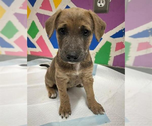 Medium Photo #1 Mutt Puppy For Sale in Baytown, TX, USA