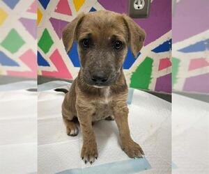 Mutt Dogs for adoption in Baytown, TX, USA