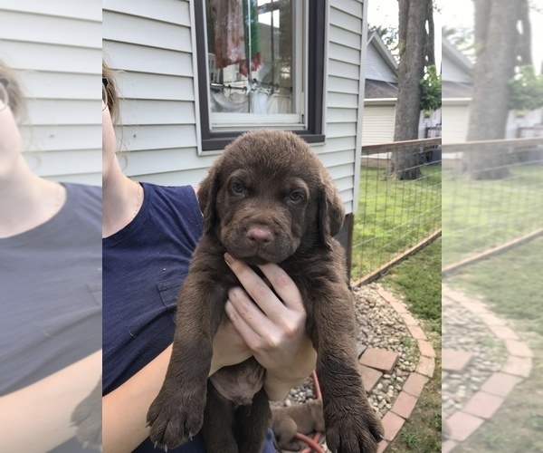 Medium Photo #1 Chesapeake Bay Retriever Puppy For Sale in CHANDLERVILLE, IL, USA