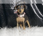 Small #7 Miniature Pinscher