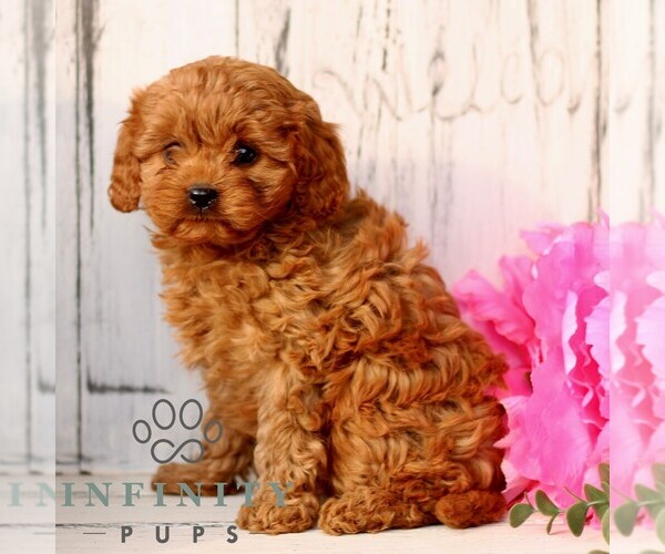 Medium Photo #5 Cavapoo (Miniature) Puppy For Sale in NEW HOLLAND, PA, USA
