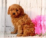 Small #4 Cavapoo (Miniature)