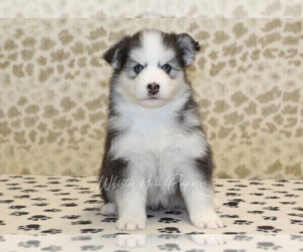 Medium Photo #4 Pomsky Puppy For Sale in DENVER, PA, USA