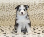 Small #3 Pomsky