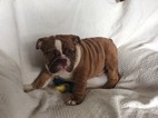 Small Photo #1 English Bulldog Puppy For Sale in EPHRATA, PA, USA