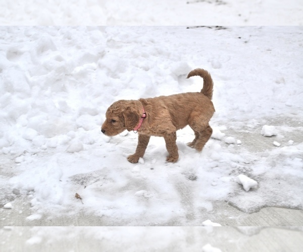 Medium Photo #5 Goldendoodle Puppy For Sale in ALBERT LEA, MN, USA