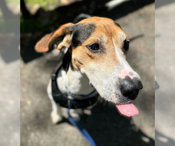 Medium Photo #7 Treeing Walker Coonhound-Unknown Mix Puppy For Sale in Greenbelt, MD, USA