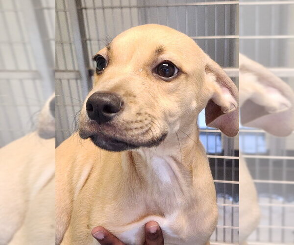 Medium Photo #1 Mutt Puppy For Sale in Hilton Head, SC, USA