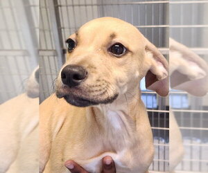 Mutt Dogs for adoption in Hilton Head, SC, USA