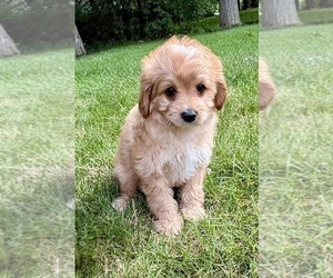Cavapoo (Miniature) Puppy for sale in FAIR HAVEN, MI, USA