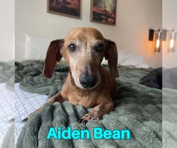 Medium Photo #13 Dachshund Puppy For Sale in San Antonio, TX, USA