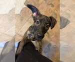 Bindi #2 - Female Labrador Retriever-Unknown Mix Dog for Adoption - Small photo