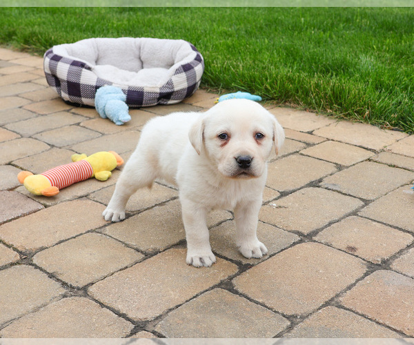 Medium Photo #2 Labrador Retriever Puppy For Sale in SYRACUSE, IN, USA