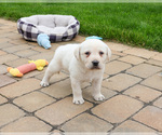 Small #1 Labrador Retriever