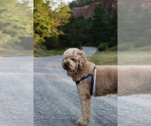 Father of the Goldendoodle puppies born on 07/17/2026