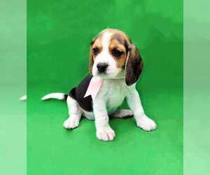Beagle Harrier Puppy for sale in LOS ANGELES, CA, USA