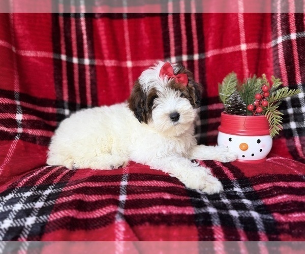 Medium Photo #3 YorkiePoo Puppy For Sale in LAKELAND, FL, USA