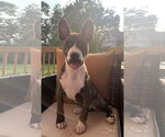 Small #6 American Pit Bull Terrier-Mountain Cur Mix