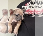 BLUE - Female French Bulldog Puppy for Sale - Photo #7