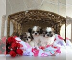 Small Photo #2 Shih Tzu Puppy For Sale in GORDONVILLE, PA, USA