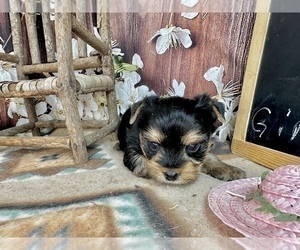 Yorkshire Terrier Puppy for sale in CASSVILLE, MO, USA