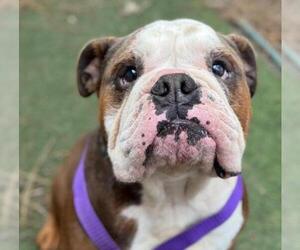 Bulldog Dogs for adoption in Woodland, CA, USA