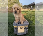 Small Photo #10 Golden Retriever Puppy For Sale in DENAIR, CA, USA