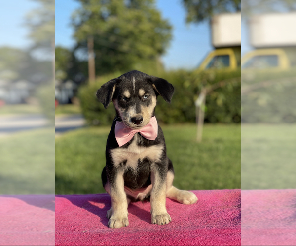 Medium Photo #1 Goberian Puppy For Sale in ANTIOCH, TN, USA