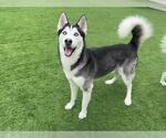 Small #1 Siberian Husky Mix
