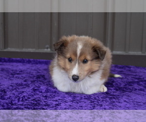 Shetland Sheepdog Puppy for sale in BLOOMINGTON, IN, USA