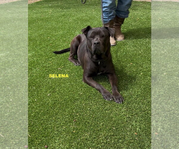 Medium Photo #4 Labrador Retriever-Unknown Mix Puppy For Sale in Woodland Hills, CA, USA