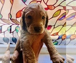 Puppy 1 Cock-A-Poo-Goldendoodle Mix