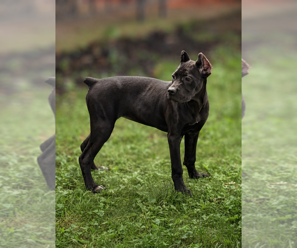 Medium Photo #25 Cane Corso Puppy For Sale in ANDERSON, IN, USA