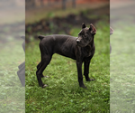 Small #24 Cane Corso