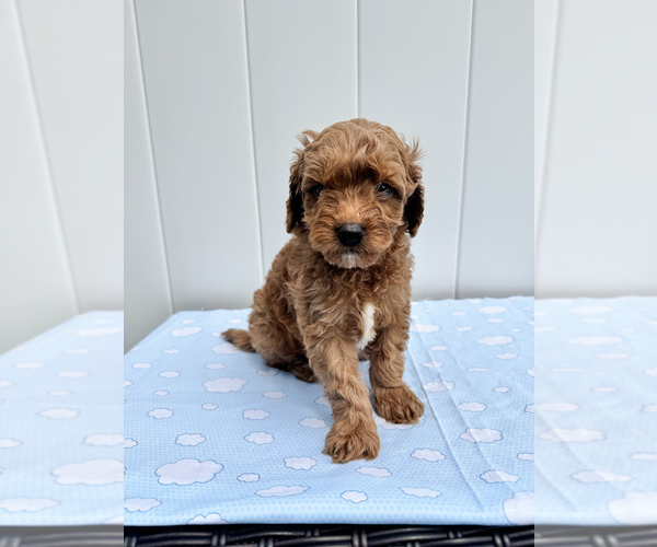 Medium Photo #1 Goldendoodle mix (+ Poodle Miniature) Puppy For Sale in CHESAPEAKE, VA, USA