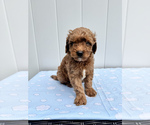 Image preview for Ad Listing. Nickname: Red Male Mini