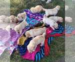Small Photo #9 Golden Retriever Puppy For Sale in INDIANAPOLIS, IN, USA