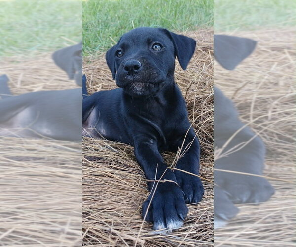 Medium Photo #4 Labrador Retriever-Unknown Mix Puppy For Sale in Springdale, PA, USA