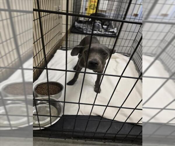 Medium Photo #1 Mutt Puppy For Sale in Texas City, TX, USA