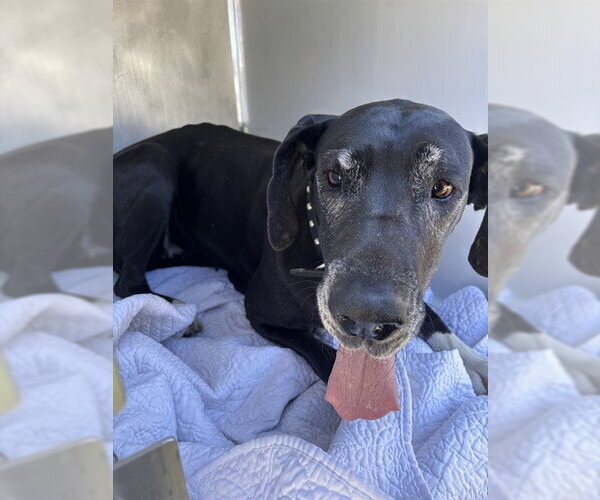 Medium Photo #1 Great Dane Puppy For Sale in Sanford, FL, USA