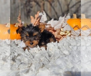 Yorkshire Terrier Puppy for Sale in INDIANAPOLIS, Indiana USA