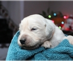 Small Photo #2 English Cream Golden Retriever Puppy For Sale in BELLEFONTE, PA, USA