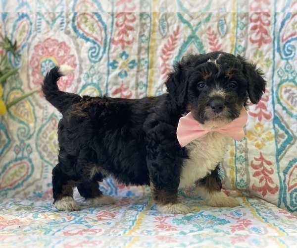 Medium Photo #1 Miniature Bernedoodle Puppy For Sale in LANCASTER, PA, USA