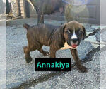 Puppy Annakiya America Bandogge Mastiff