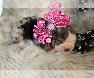 Bulldog Puppy for sale in CALDWELL, TX, USA