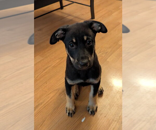Medium Photo #4 German Shepherd Dog Puppy For Sale in Minneapolis, MN, USA