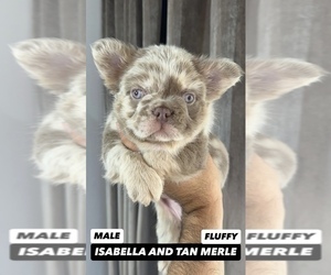 French Bulldog Puppy for sale in LOS ANGELES, CA, USA